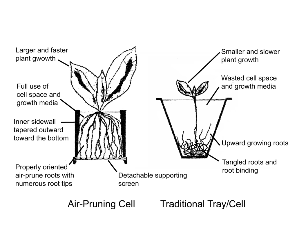 Air-Pruning Diagram: New & Old